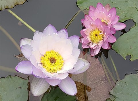 Water lilies in the park by the Achasan Mountain